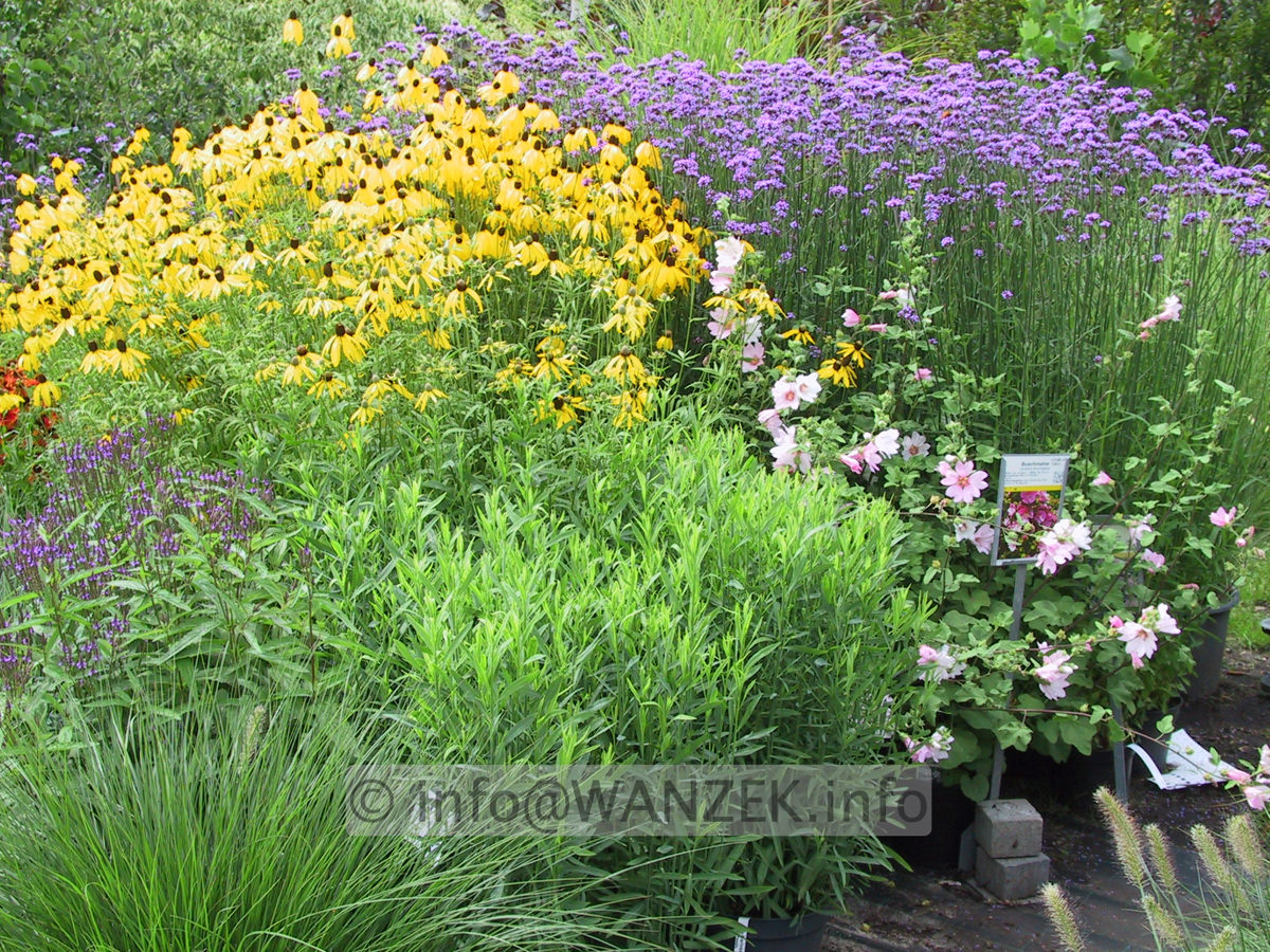 Verbena bonariense 01.JPG